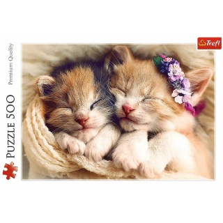 37271 500 - Spiące kotki / 500px_L, 500 element&oacute;w, Puzzle