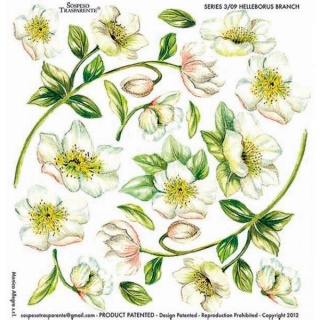 SOSPESO FOLIA NADRUK, Podkategoria, Kategoria
