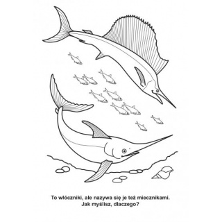 KOLOROWANKA W MORZU, Podkategoria, Kategoria