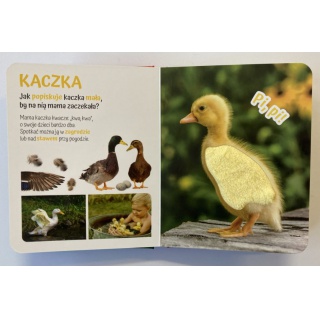 POGŁASZCZ WIEJSKIE ZWIERZĄTKO, Podkategoria, Kategoria