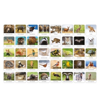 FAUNA POLSKI - adamigo memory, Domino i memos, Gry