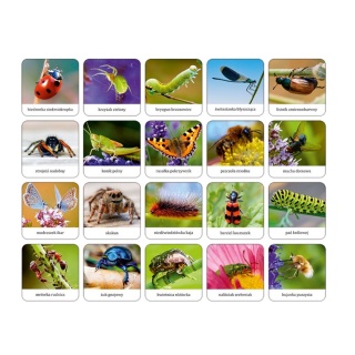 OWADY I PAJĄKI POLSKI - adamigo memory !, Domino i memos, Gry