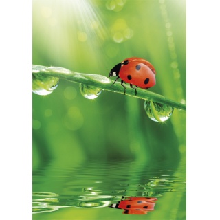 TECZKA SZKOLNA A4 Z GUMKĄ ZESTAW 671 NATURA /10, Teczki tekturowe, Organizacja dokumentów
