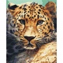 Paint by numbers BRUSHME, 40x50 cm, leopard portait, 1 pcs.