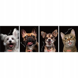 BRULION CRAZY ANIMALS A6 80K.KRATKA, Bruliony, Zeszyty i bloki