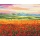 Malowanie po numerach BRUSHME, 40x50 cm, zachód słońca nad polem kwiatów, 1 szt., w pudełku