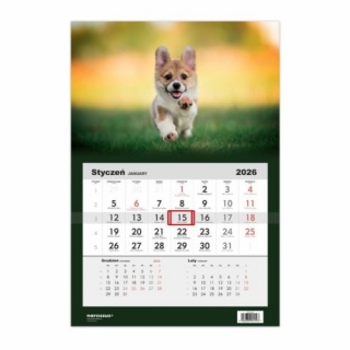 Kalendarz 2026 Jednodzielny Pies corgi, Ścienne, Kalendarze